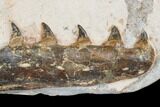 Associated Fossil Mosasaur (Tethysaurus) Jaws - Asfla, Morocco #180853-2
